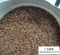 紫穗槐凈籽種子種植方法