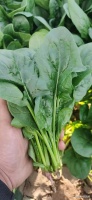 10種常見的蔬菜食材 確保自己的減肥計(jì)劃得到執(zhí)行