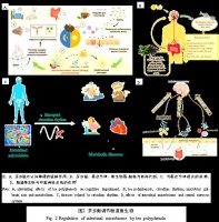 茶多酚在免疫調(diào)節(jié)與抗氧化中的健康益處