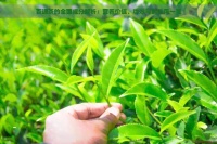 百通茶的全面成分解析：營(yíng)養(yǎng)價(jià)值、功效與副作用一覽