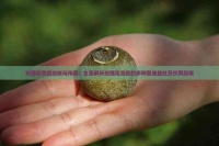 玫瑰花茶的功效與作用：全面解析玫瑰花泡茶的多種健康益處及飲用指南