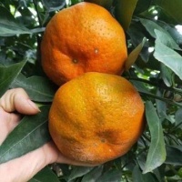 愛媛果凍橙子營(yíng)養(yǎng)豐富（是孩子們的更愛）