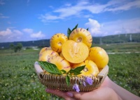 云南人參果：自然的甜蜜饋贈(zèng)與健康益處