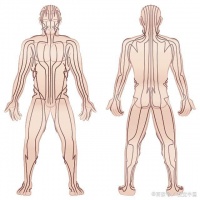 拉筋，拉伸腿上的大筋，腳底地筋，這根筋是循行在肝經(jīng)上，經(jīng)絡(luò)學(xué)