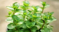 4种爱吸油烟的植物，厨房油烟越多长得越旺