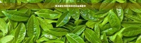 普洱茶饮用频率及好处全面解析