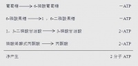 糖酵解與檸檬酸循環(huán)：能量代謝的核心路徑