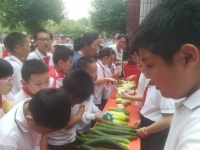 小學(xué)生親手種植蔬菜義賣 有機(jī)黃瓜一出農(nóng)場(chǎng)就遭“秒殺”