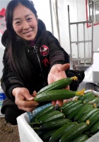 “申綠”水果黃瓜搶市早賣價(jià)好
