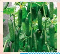水果型黃瓜：種植技巧與品種推薦