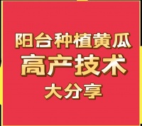 陽臺(tái)種黃瓜，如何才能高產(chǎn)？現(xiàn)在能種嗎？(附帶好品種介紹)