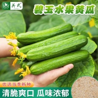陽臺(tái)種菜新寵：這款荷蘭黃瓜種子讓你輕松實(shí)現(xiàn)蔬果自由