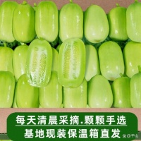 鮮享自然之味：六款黃瓜的極致風(fēng)味探索