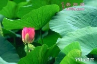荷葉灰怎么喝才減肥呢為你介紹2種荷葉減肥的方法(2)