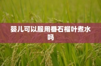 嬰兒可以服用番石榴葉煮水嗎