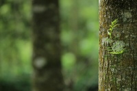 苦瓜炒雞蛋經(jīng)典搭配與健康益處解析