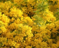 怕压力肥？柏锐尔Breyer巴西有机绿蜂胶液，天然解决方案来了！