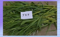布依百草酒的釀造技藝與養(yǎng)生奧秘：傳統(tǒng)與現(xiàn)代的交融