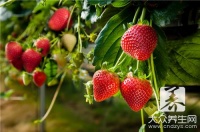 草莓減肥小食譜