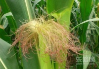 玉米須紫花地丁蜜飲
