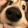【步驟圖】小白菜燉排骨的做法