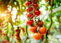 【洞知食安】每天 1 個(gè)西紅柿，身體會(huì)發(fā)生什么變化？但有 1 種千萬別吃！