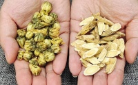 花茶季節(jié)必備：健康飲品組合推薦