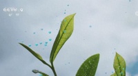 喝了這么多茶，你真的了解茶多酚嗎？