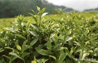 茶葉中的多酚類物質(zhì)