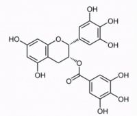 茶多酚的奧秘：健康與疾病的守護(hù)者