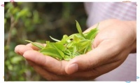 解讀茶葉中茶多酚與茶單寧的關(guān)系及主要成分