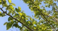 桑葉這樣做才好吃，打1個雞蛋，清香味濃郁，學(xué)會了早餐就吃它