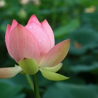 番茄和橙子哪個(gè)維生素C高