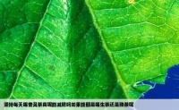 堅持每天喝普洱茶真呢能減肥嗎如果能那是喝生茶還是熟茶呢
