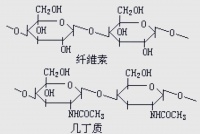 幾丁質(zhì)：從海洋甲殼到抗癌新希望的多樣化應(yīng)用