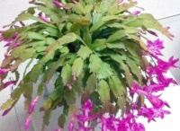 利用生活垃圾讓盆栽植物健康生長的方法