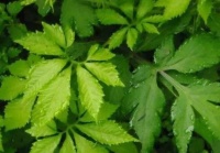 “南方人参”绞股蓝的药用和茶饮方法