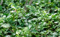 藤茶可以減肥嗎：藤茶對(duì)減肥的作用及效果