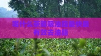 喝什么茶能吸油脂最快最有效去油脂