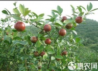 [油茶籽批發(fā)]油茶籽 天然，有圖有真像，出油率高價(jià)格10元/斤