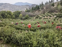 一片小茶叶撬动22．5亿元茶业