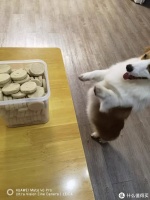 冻干小狗狗零食宠物泰迪小型犬幼犬专用训练增肥长肉鸡肉干拌狗粮