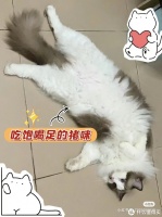这个猫粮是来报恩的吧，玻璃胃猫咪的选择
