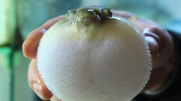 河豚魚(yú)中毒有什么癥狀