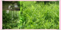 藤茶：黃酮之王的健康奧秘與飲用指南