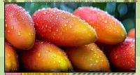 孕期科學(xué)食用芒果：營養(yǎng)、禁忌與替代方案