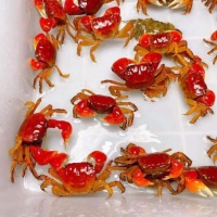 辣椒蟹的養(yǎng)殖方法和注意事項
