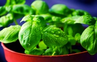 探索健康生活之道：眾多習(xí)慣與建議值得一試