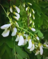 從禪意到健康生活：現(xiàn)代人的哲學(xué)之旅