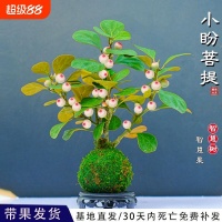 禪意生活從桌面開始：小盼菩提帶來的自然治愈力